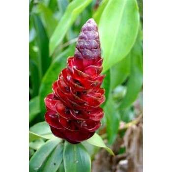 Costus espiralis - MC - 304